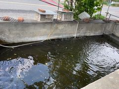 -北京龙庆四季香农家饭庄·灶台鱼·碳烤虹鳟鱼(龙庆峡店)