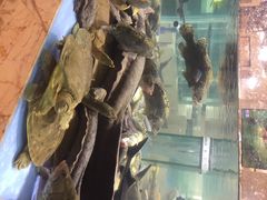 旺顺阁海鲜广场-旺顺阁海鲜广场(亚运村店)