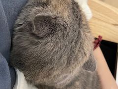 -鼓捣猫呢主题猫咖店