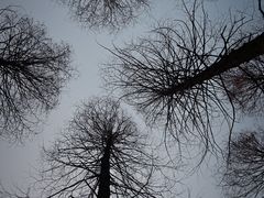 -黄海国家森林公园