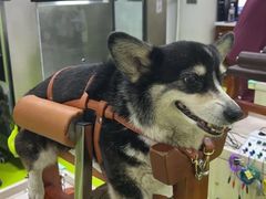 -美联众合动物医院·24h转诊中心