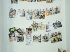 -Husky Go! 哈士奇体验馆·宠物咖啡厅狗咖