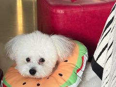 -心仪动物医院·牙专科·肿瘤·心脏科(西客站院)