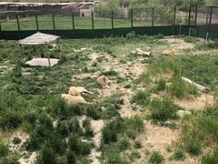 -新疆天山野生动物园