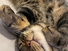 -猫大福·Fortune Cat猫舍(百子湾店)