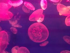 -江和美海洋公园