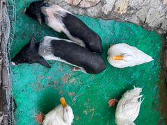 -HERRE·FARM 赫尔露营农场·团建聚会包场