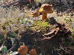 -莫尔道嘎国家森林公园