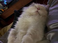 -momokira米努特·德文卷毛猫·棉花面纱犬