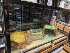 -酷以爬仙阁实体爬宠店·守宫·蜥蜴·专业繁育