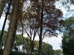 -太湖湖滨国家湿地公园-停车场