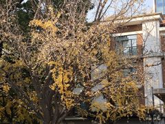 -上海瑞金洲际酒店
