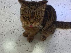 -喵园·猫主题咖啡厅·撸猫·猫咖(国贸店)