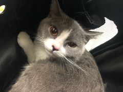 -纳吉亚猫专科动物医院博雅分院