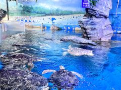 -烟台海昌鲸鲨海洋公园