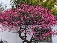 -杭州植物园