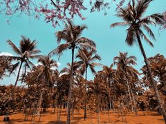 -中国科学院西双版纳热带植物园