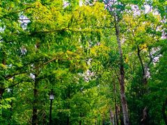 -白水寺森林公园