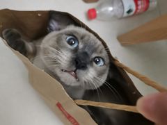 -宠爱国际动物医院· 猫科· 外科·中兽医(长白店)
