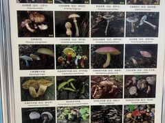 -蔼若春.传承三十年云南菜(金碧公园店)