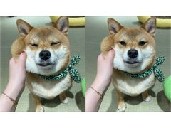 -逗柴咖啡屋·狗咖猫咖宠物桌游