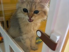 -屋虎猫馆(宝安大仟里店)