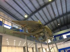 -上海海洋大学鱼文化博物馆(军工路校区)