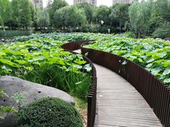 -陈家山荷花公园