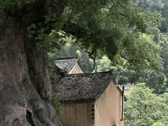 -杨家堂村
