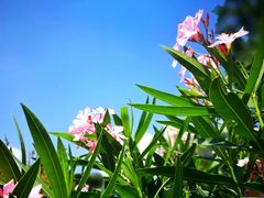 -斐兹洛伊花园