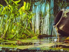 -国家植物园南园