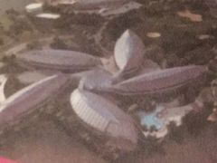 -上海滴水湖皇冠假日酒店