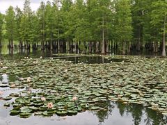 -白鹭湾湿地公园