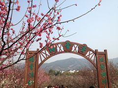 iphone_upload_pic-香雪海