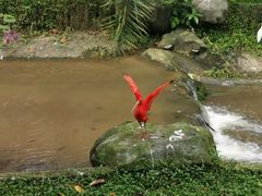 -吉隆坡雀鸟公园