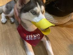 -Husky Go! 哈士奇体验馆·宠物咖啡厅狗咖