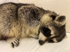 -浣熊柯尔鸭土拨鼠·电玩咖