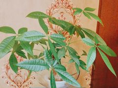 -小八仙·宴(三峡茶庄店)