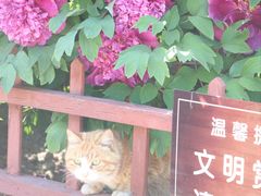 -宫事颐庭·老佛爷贵寿下午茶(颐和园店)