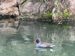 -西湖游船
