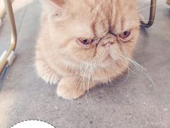-飞行喵MR PILOT|猫舍·猫咖(静安大融城店)