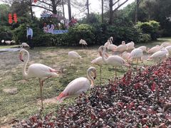 -广州长隆飞鸟乐园
