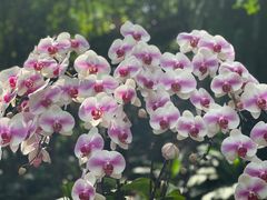 -中国科学院华南植物园