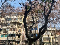 -成都蓝城悦杏温泉美食酒店(宽窄巷子店)
