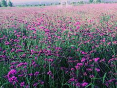 -曲江薰衣草庄园