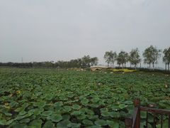 -天津东丽湖风景区