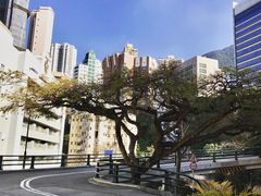 -香港大学