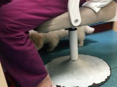 -宠颐生猫科·内科皮肤科(西平世纪城店)