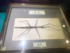 -上海昆虫博物馆