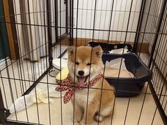 -萌宠之家·腊肠犬·马尔泰·小体犬舍